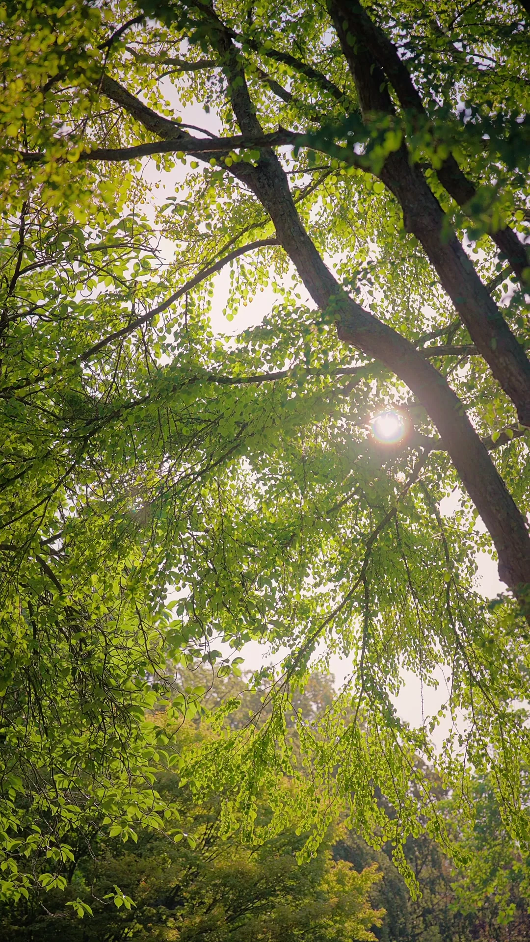 Zonlicht tussen de bomen als rustig sfeerbeeld